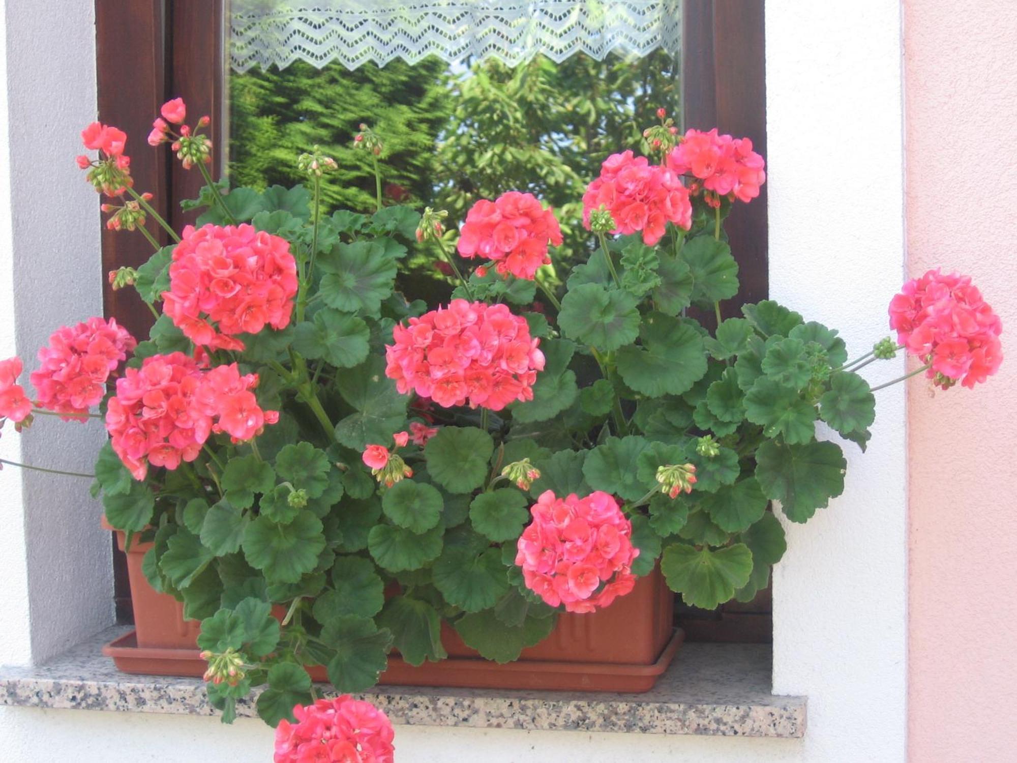 Tourist Farm Pri Martinovih Villa Krska Vas Luaran gambar